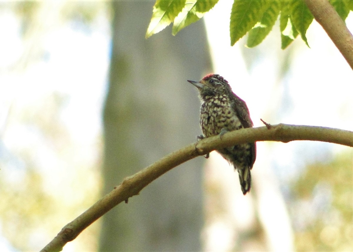 White-wedged Piculet - ML112888761