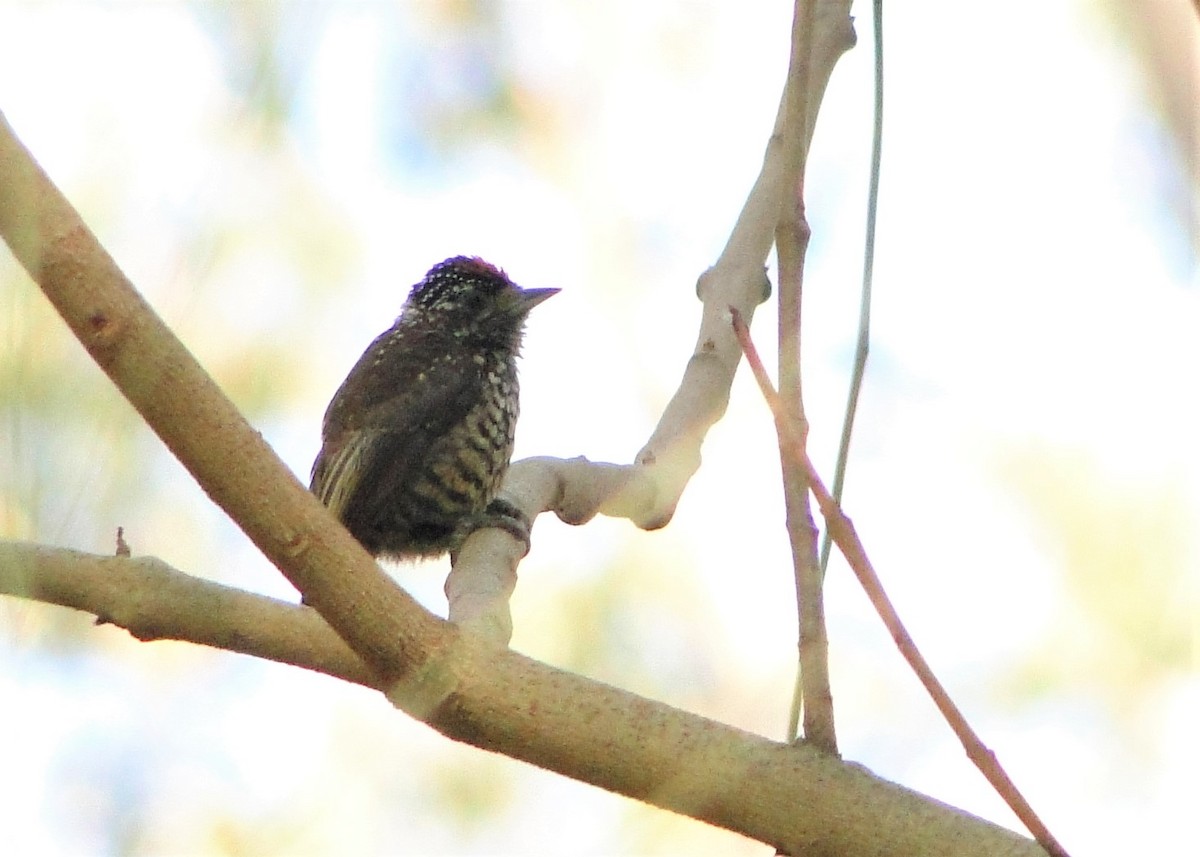 White-wedged Piculet - Carlos Otávio Gussoni