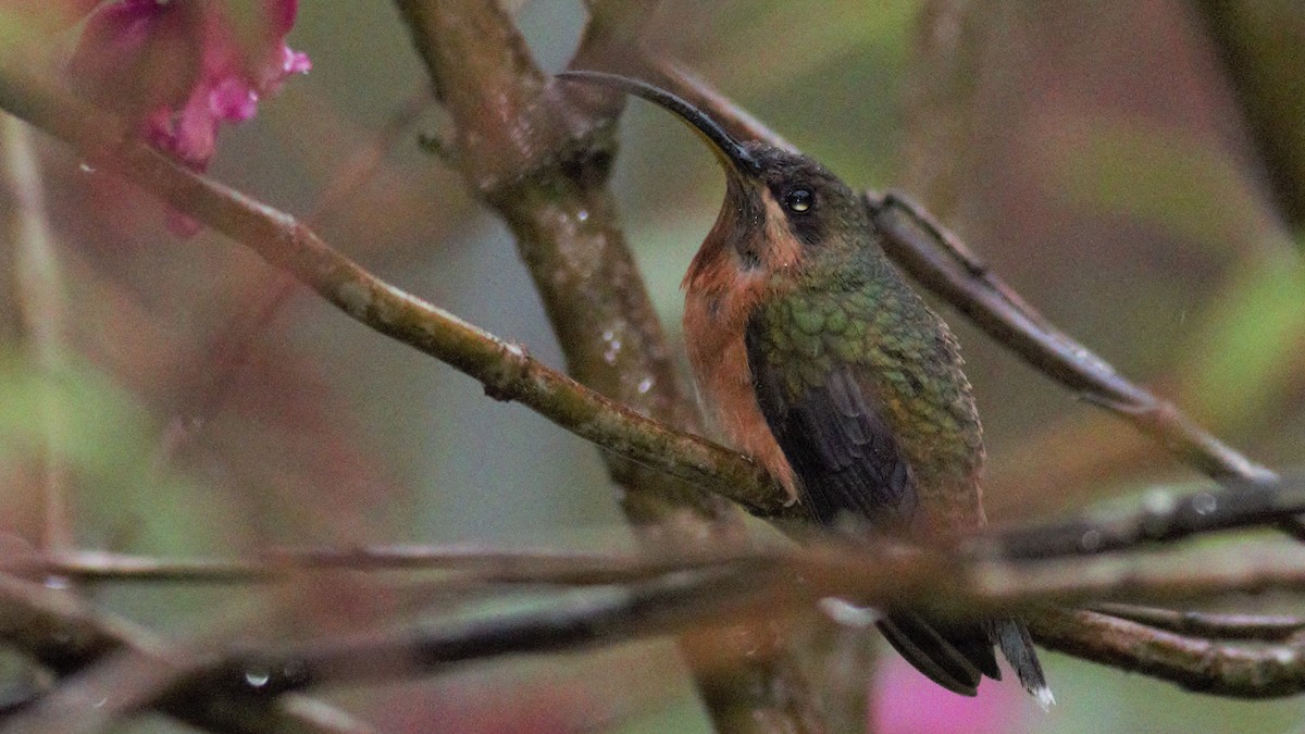 Rufous-breasted Hermit - ML112890101