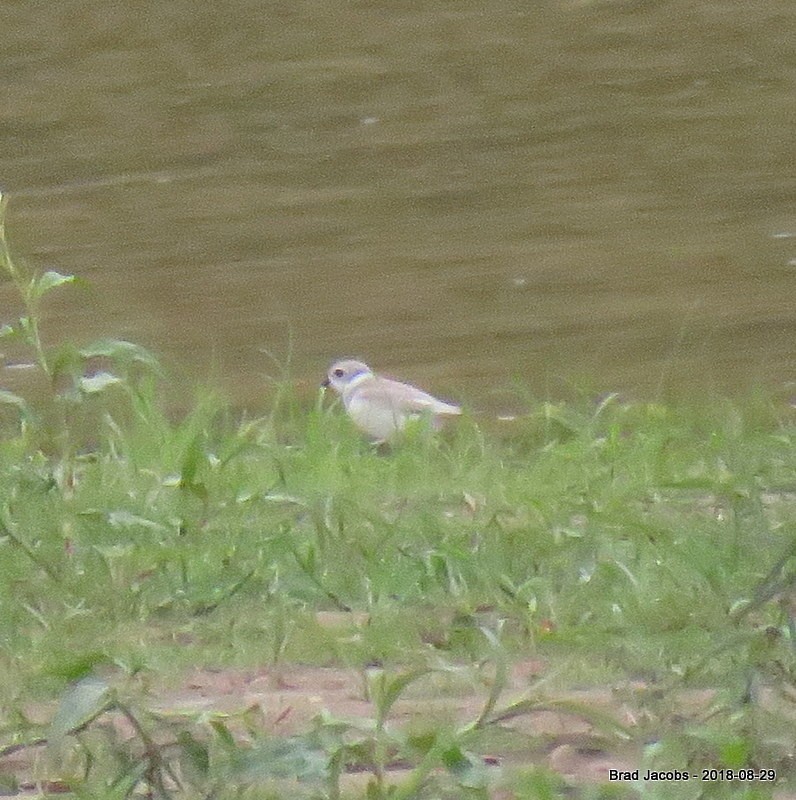 Piping Plover - ML112890851