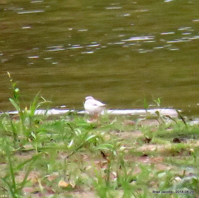 Piping Plover - ML112890901