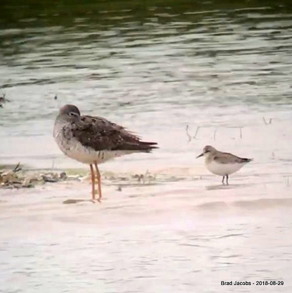 Semipalmated Sandpiper - ML112891361