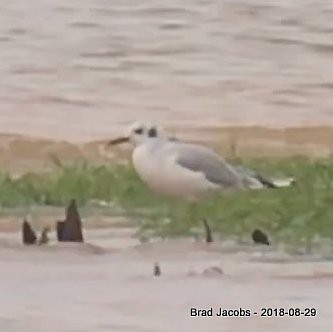 Bonaparte's Gull - ML112891681