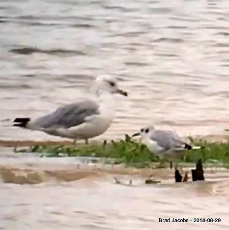 Gaviota de Bonaparte - ML112891691