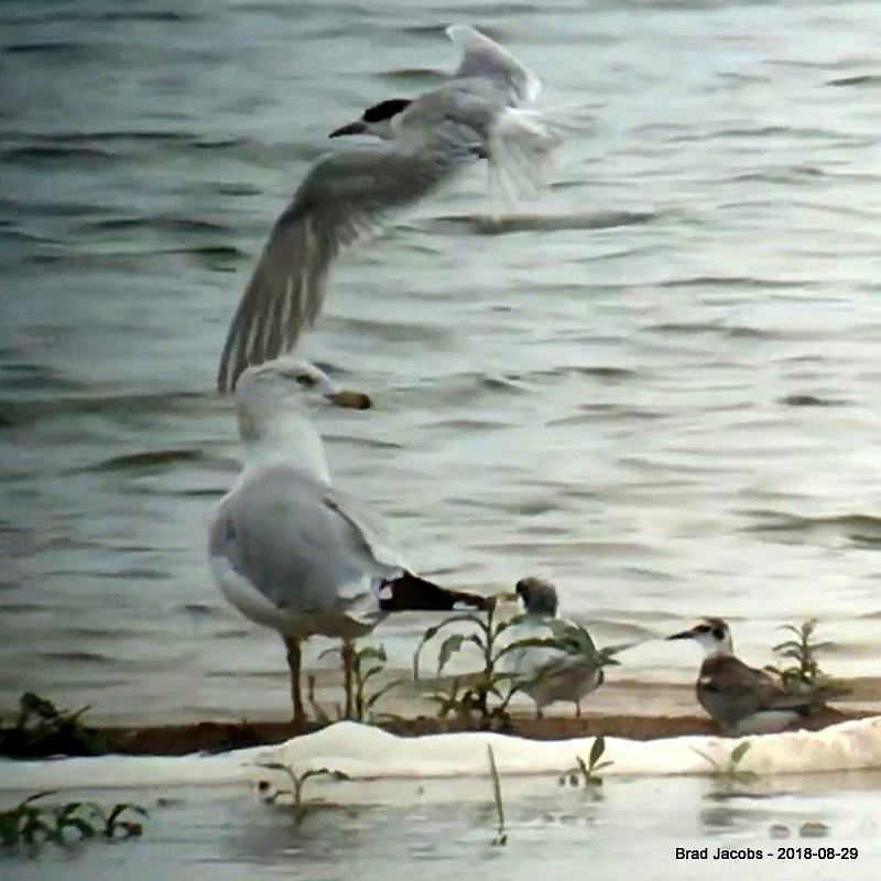 Black Tern - ML112891891