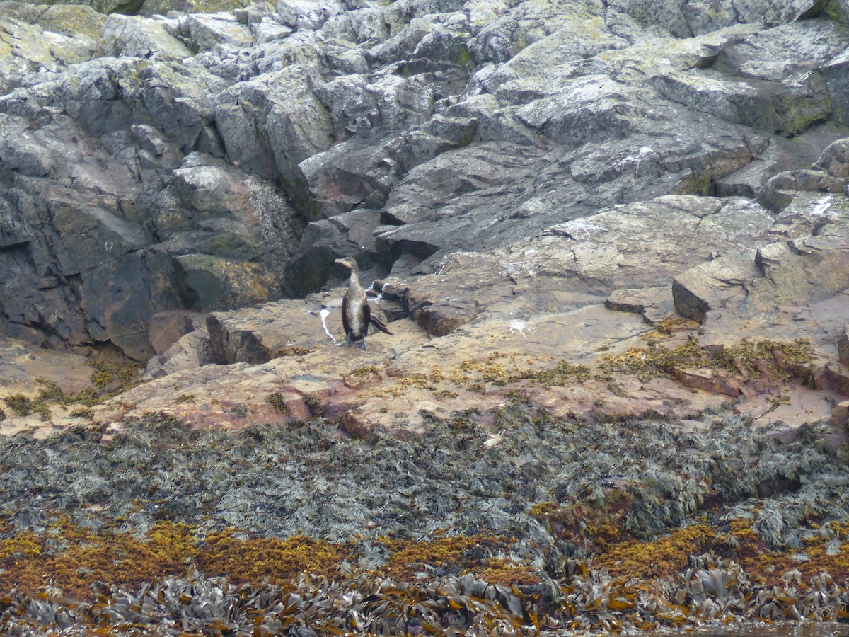 Cormorán Grande - ML112892331