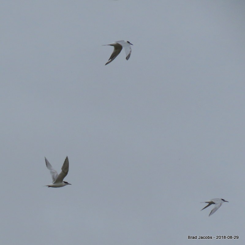 Forster's Tern - ML112892481