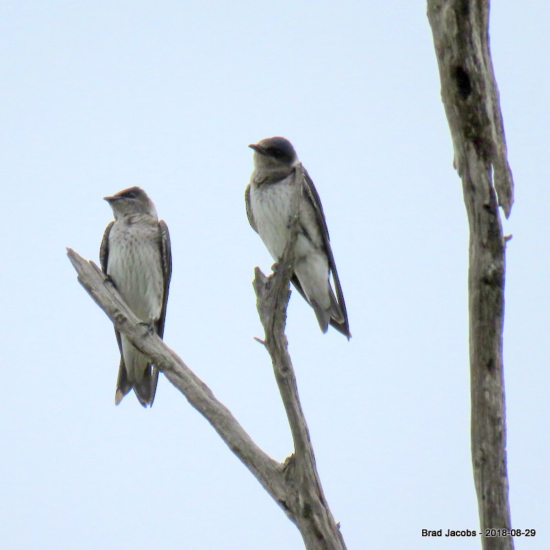 Golondrina Purpúrea - ML112892511