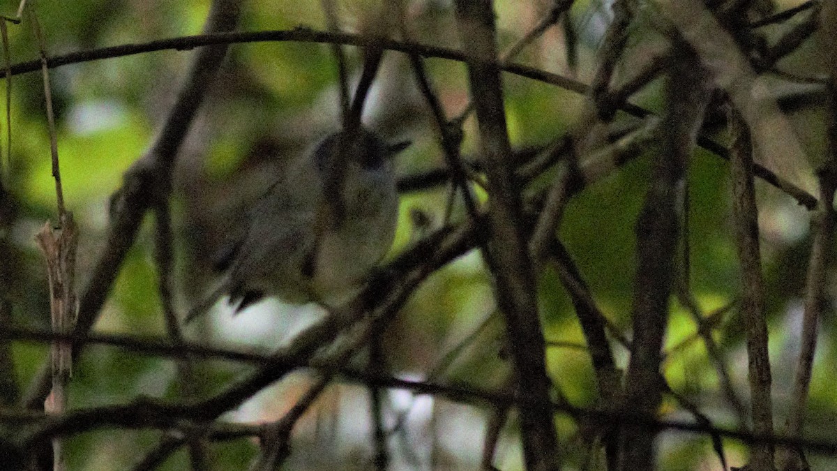 Plain Antvireo - ML112893871