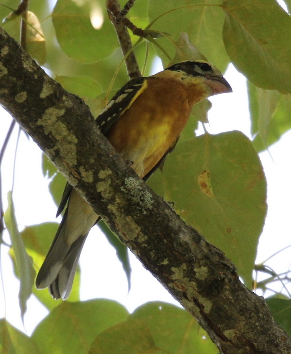 Black-headed Grosbeak - ML112895401