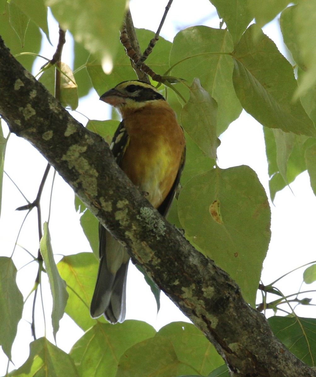 Black-headed Grosbeak - ML112895461