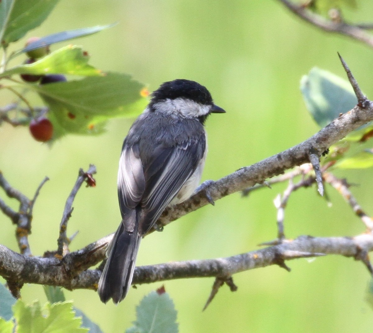 Black-capped Chickadee - ML112895671