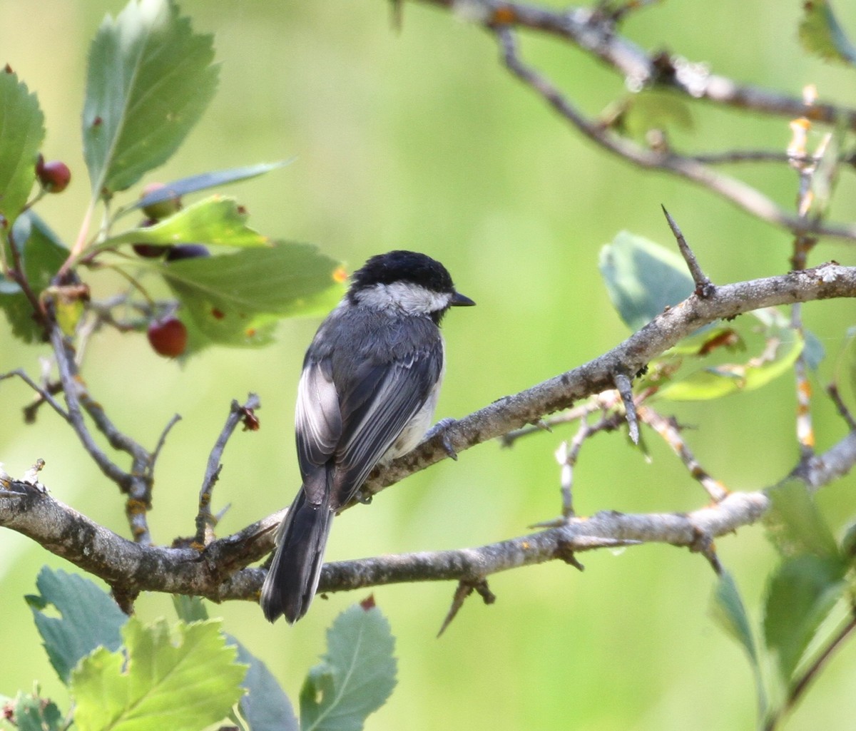 Black-capped Chickadee - ML112895711