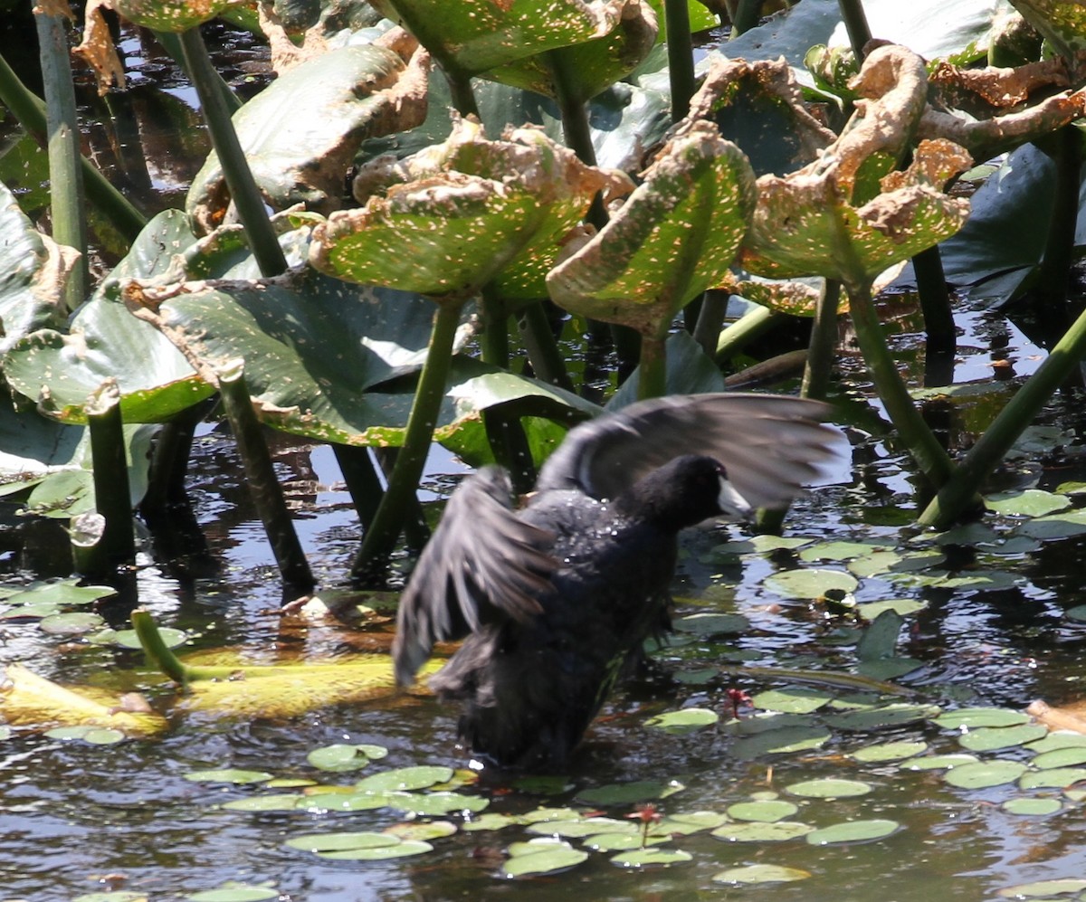 American Coot - ML112895951