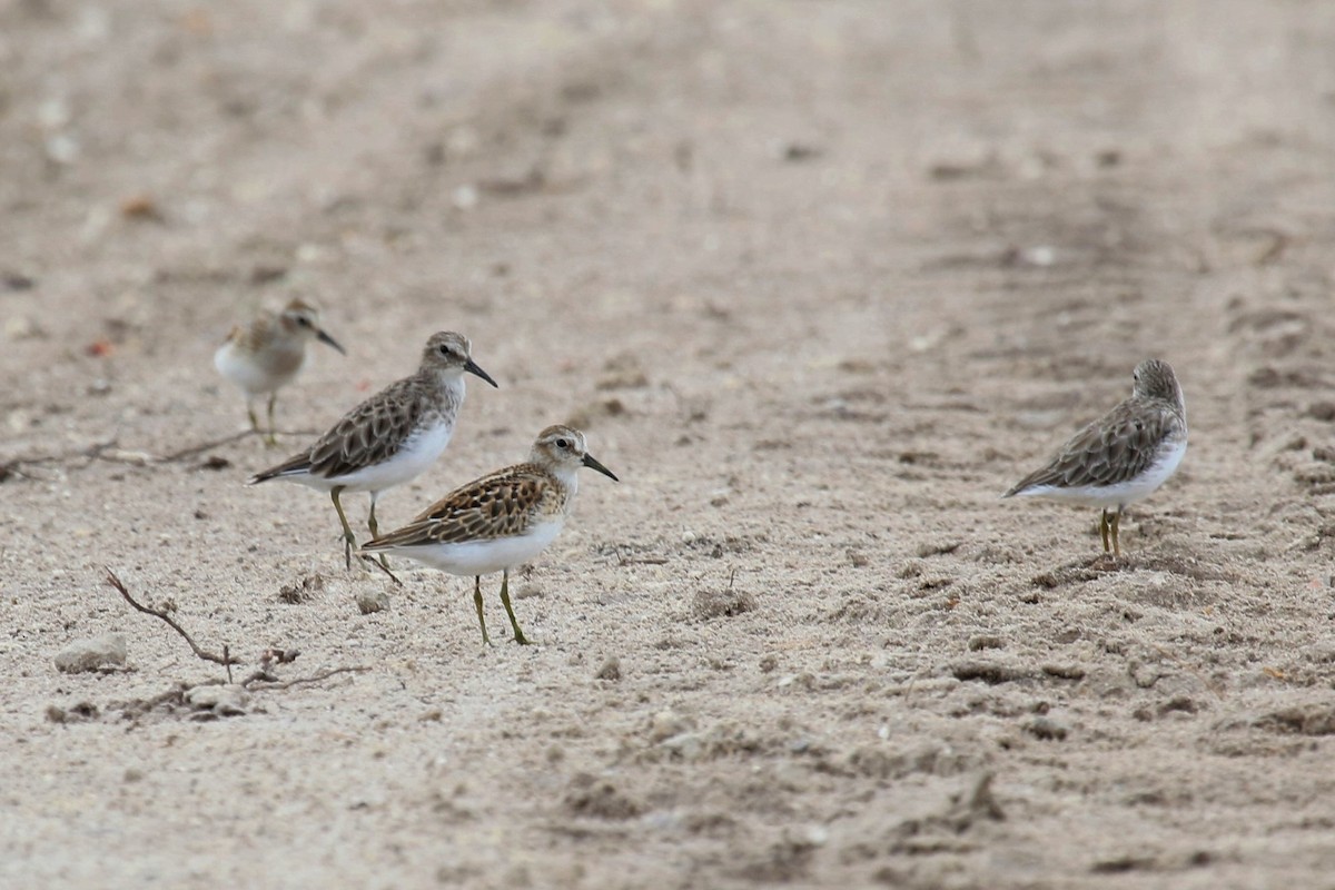 Least Sandpiper - ML112896011