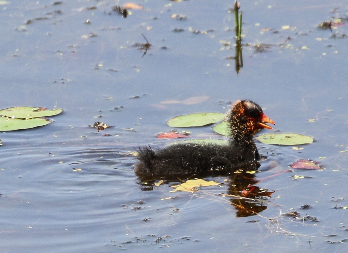 American Coot - ML112896021