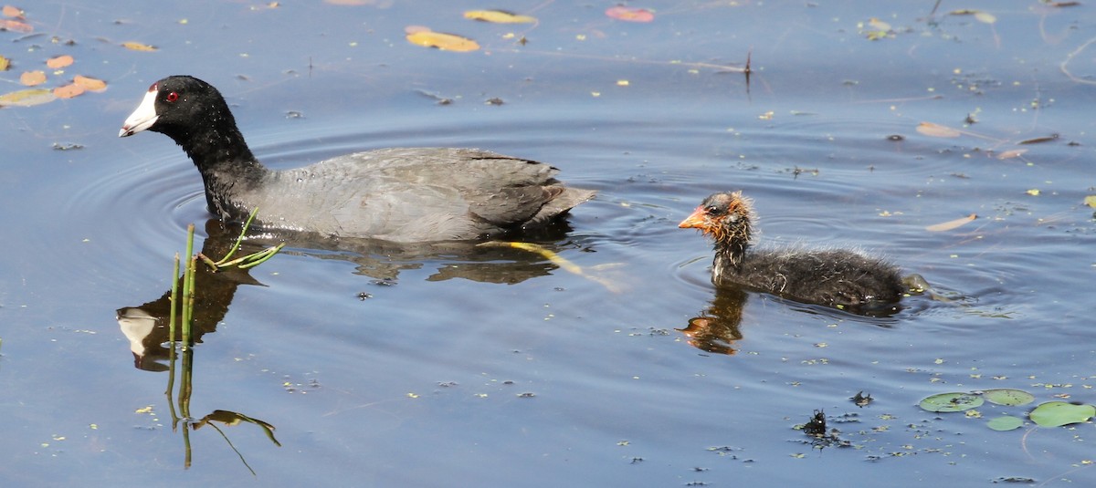 American Coot - ML112896101