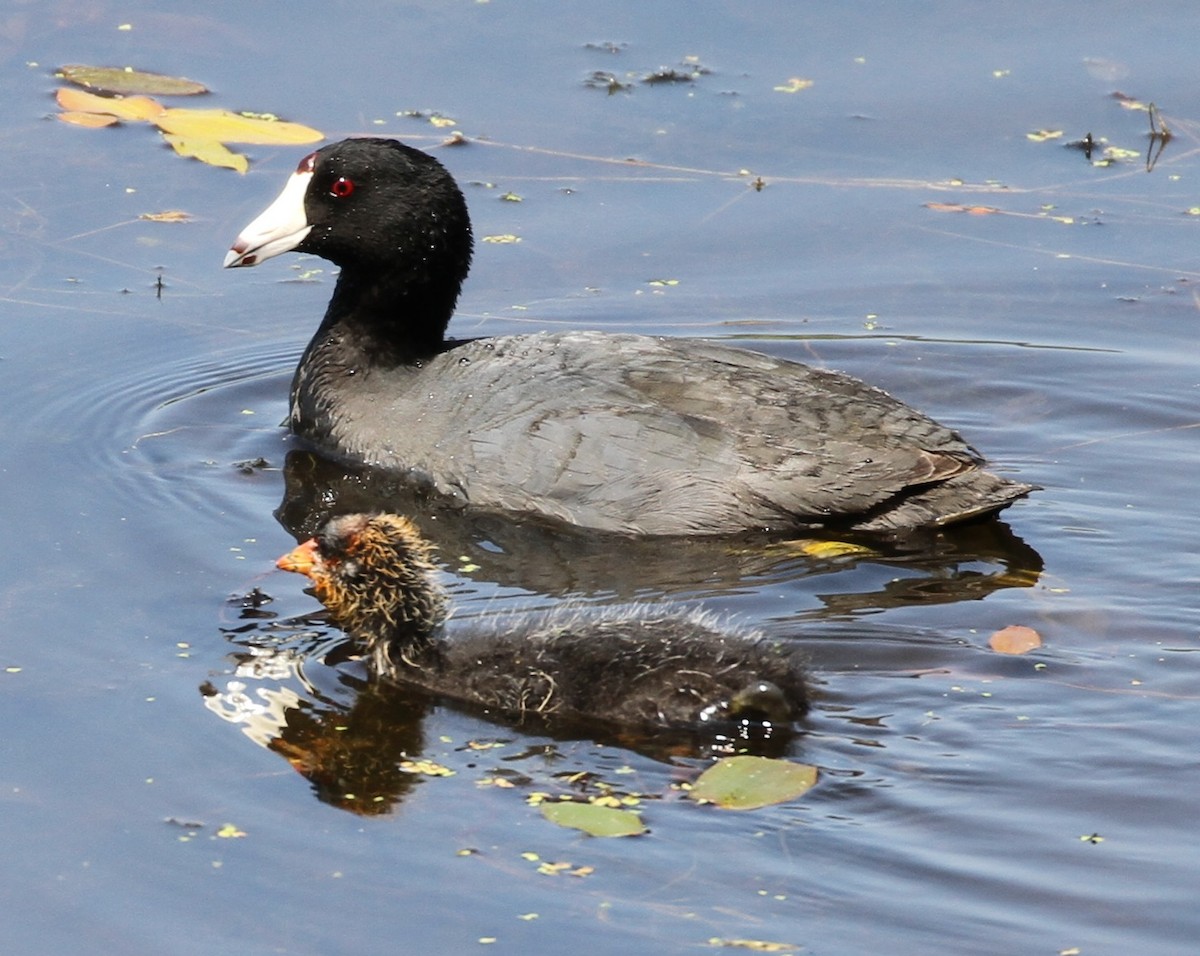 American Coot - ML112896161
