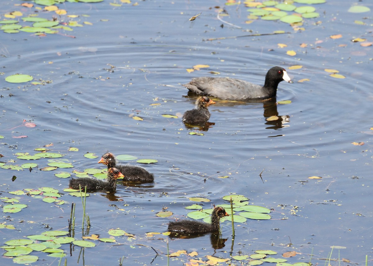 American Coot - ML112896291