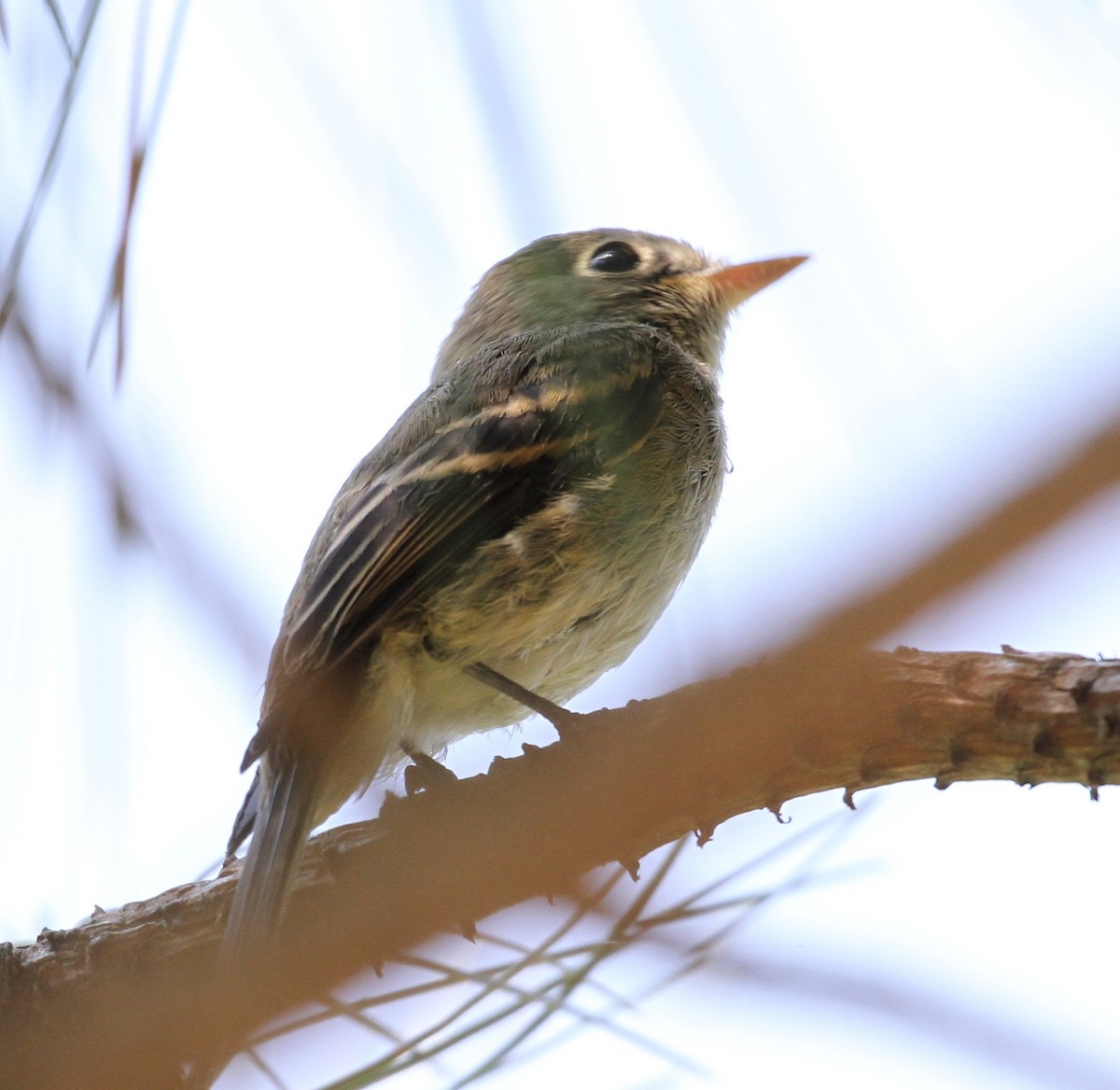 Least Flycatcher - ML112896481