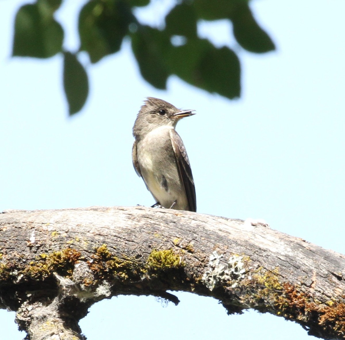 Western Wood-Pewee - ML112896571