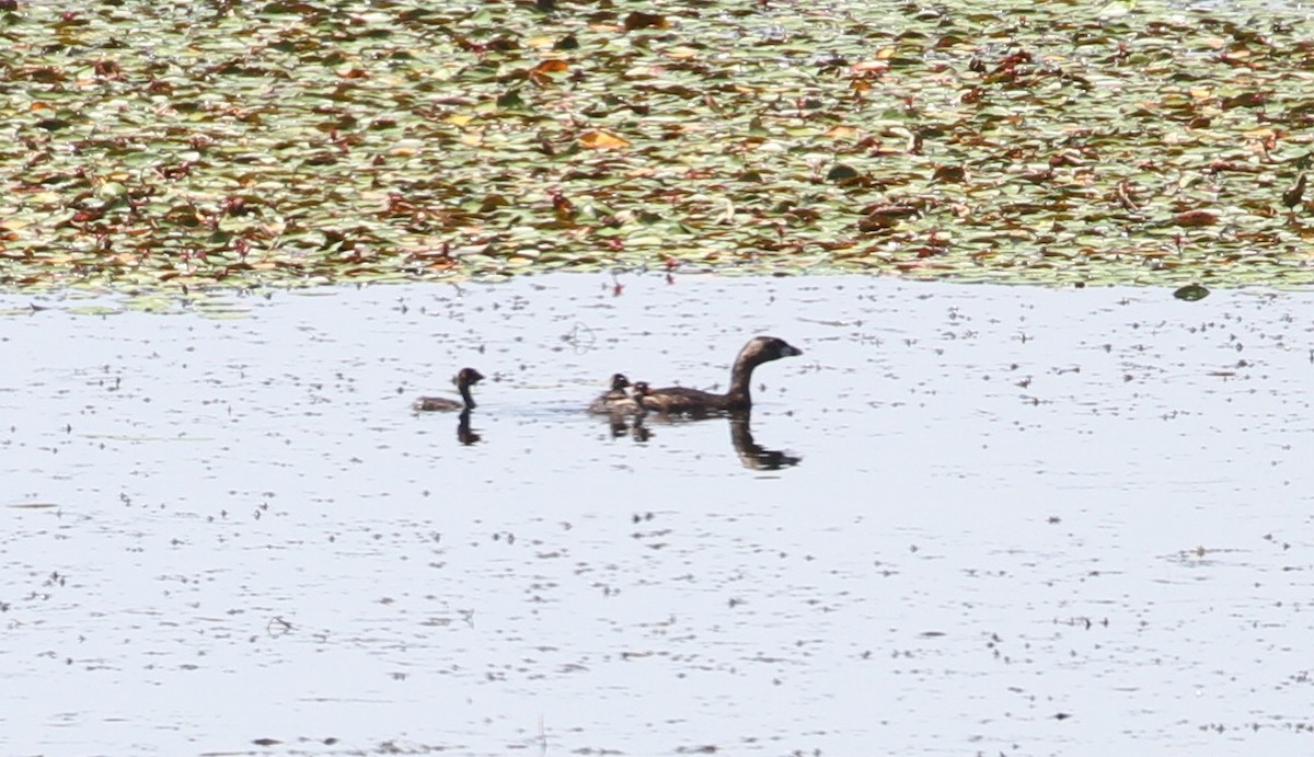 Pied-billed Grebe - ML112896641