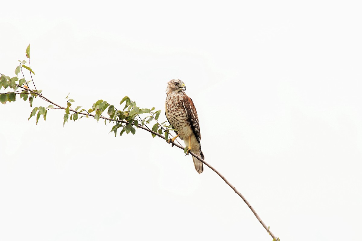 Red-shouldered Hawk - ML112896681
