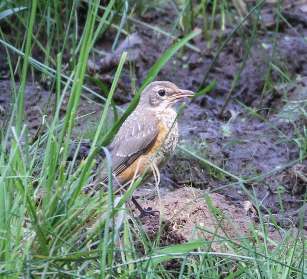 American Robin - ML112896781