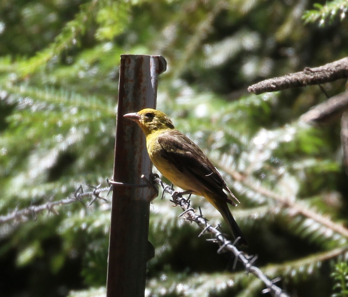 Western Tanager - ML112896911