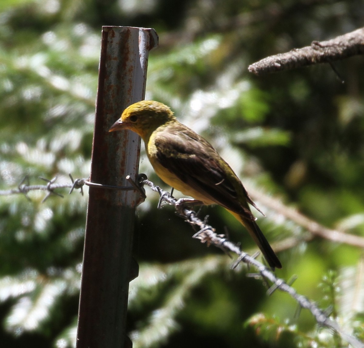 Western Tanager - ML112896951