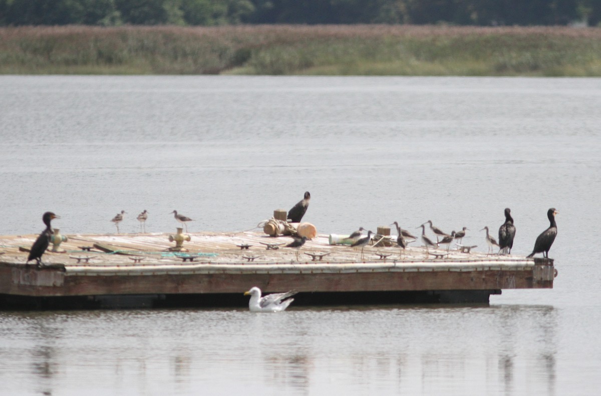 Lesser Yellowlegs - ML112896971