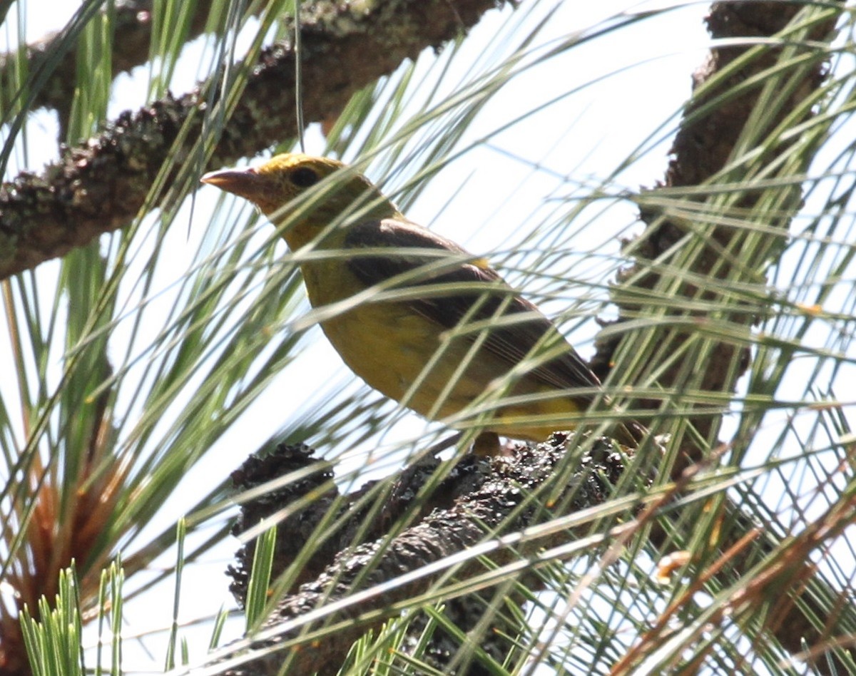 Western Tanager - ML112896991