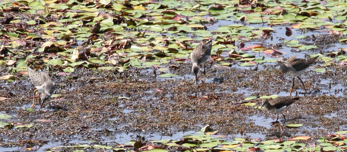 Lesser Yellowlegs - ML112897141