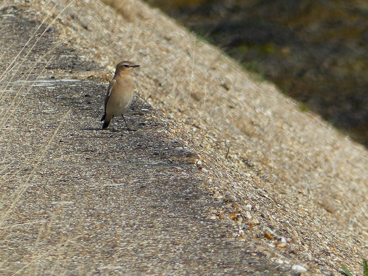 Northern Wheatear - ML112897221