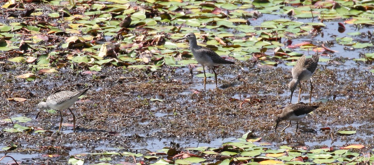 Lesser Yellowlegs - ML112897251