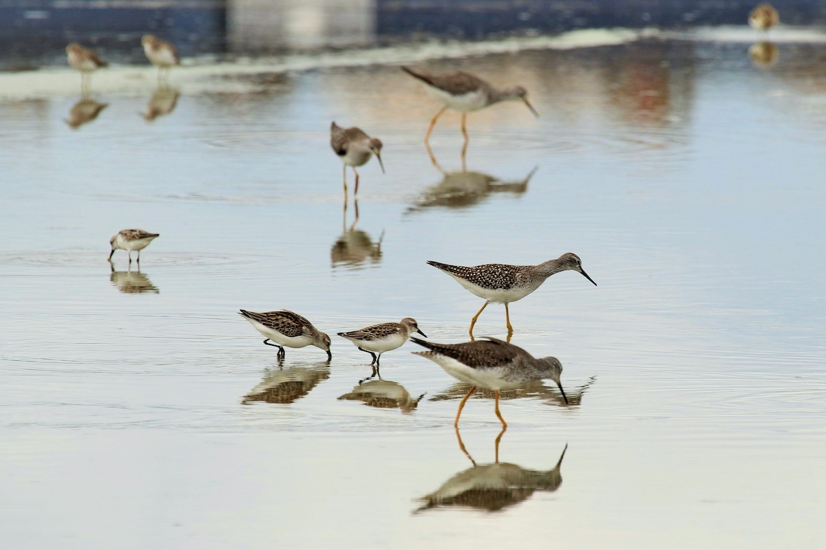 Greater Yellowlegs - ML112897401