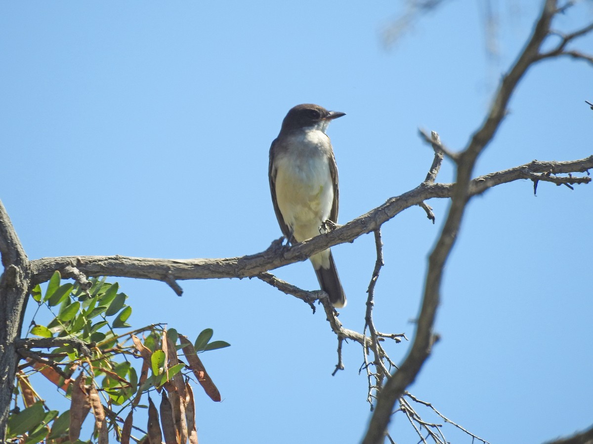 Eastern Kingbird - ML112897891