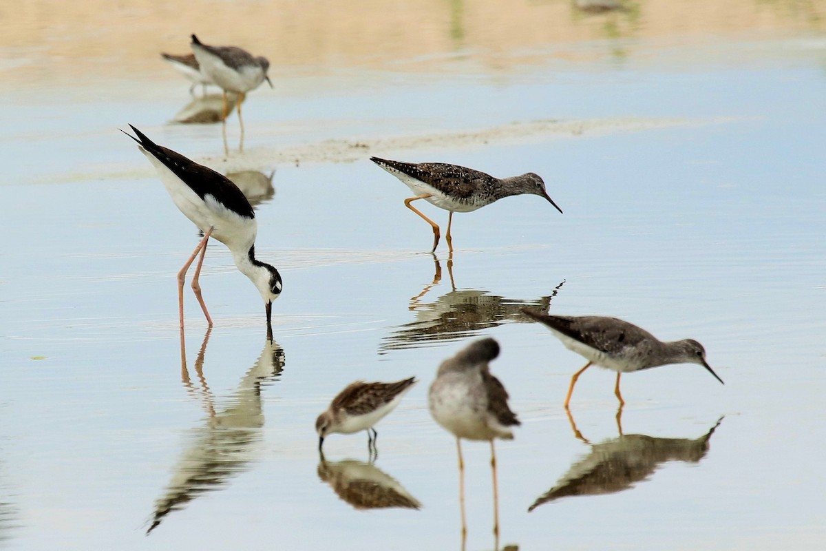 Greater Yellowlegs - ML112898121