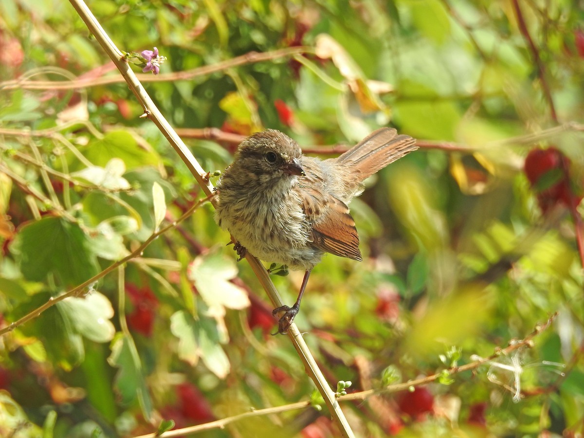 Song Sparrow - ML112898351