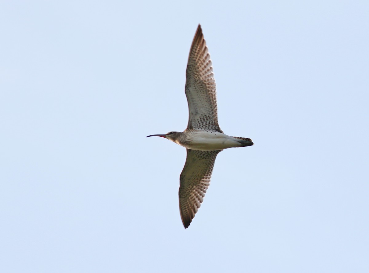 Regenbrachvogel - ML112898491