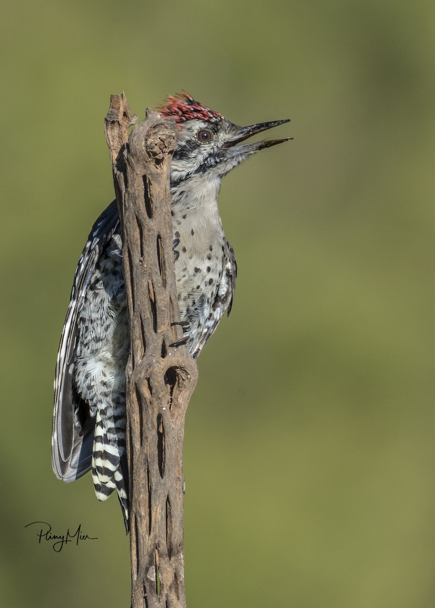 Ladder-backed Woodpecker - Pliny Mier