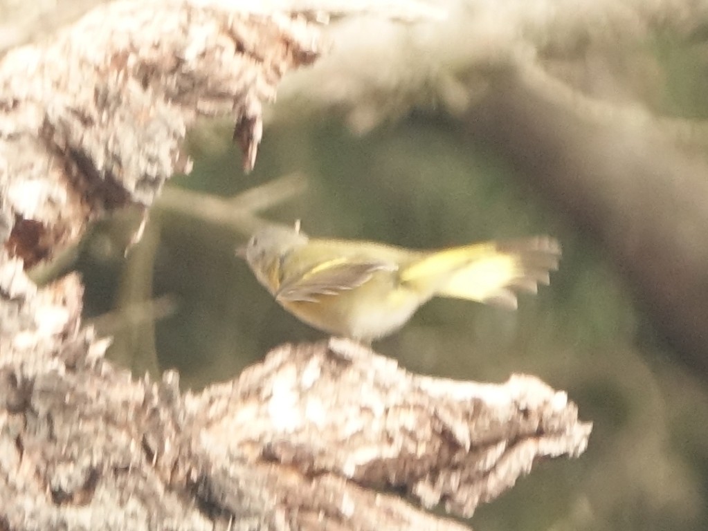 American Redstart - ML112900331