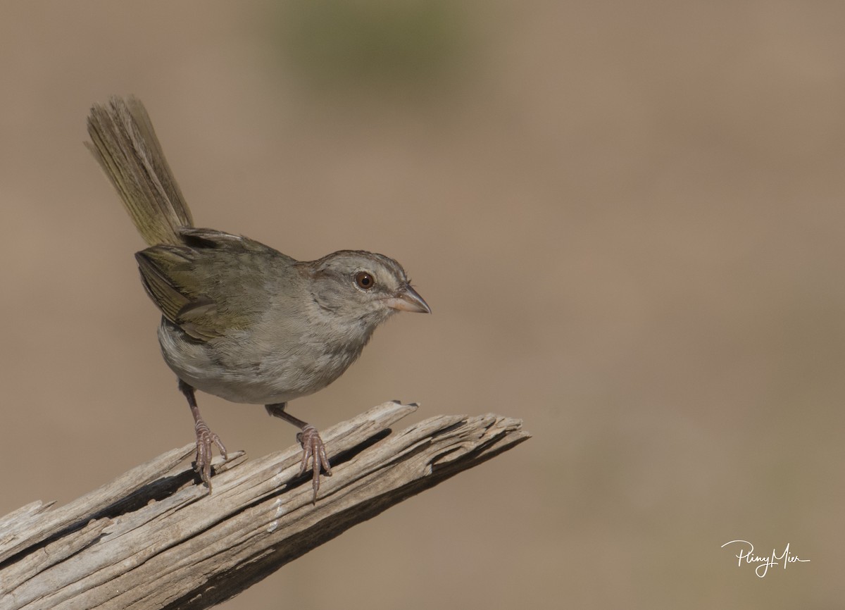 Olive Sparrow - Pliny Mier