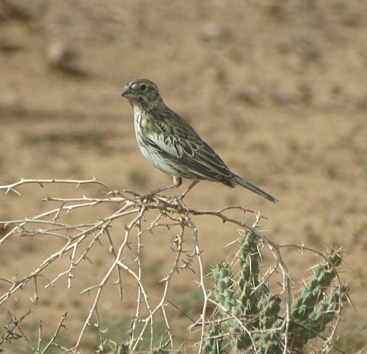 Lark Bunting - Shawn Langston