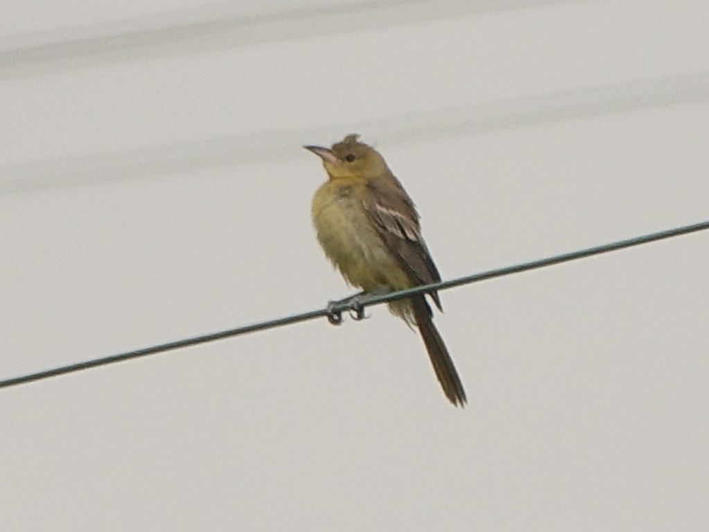 Hooded Oriole - ML112902491