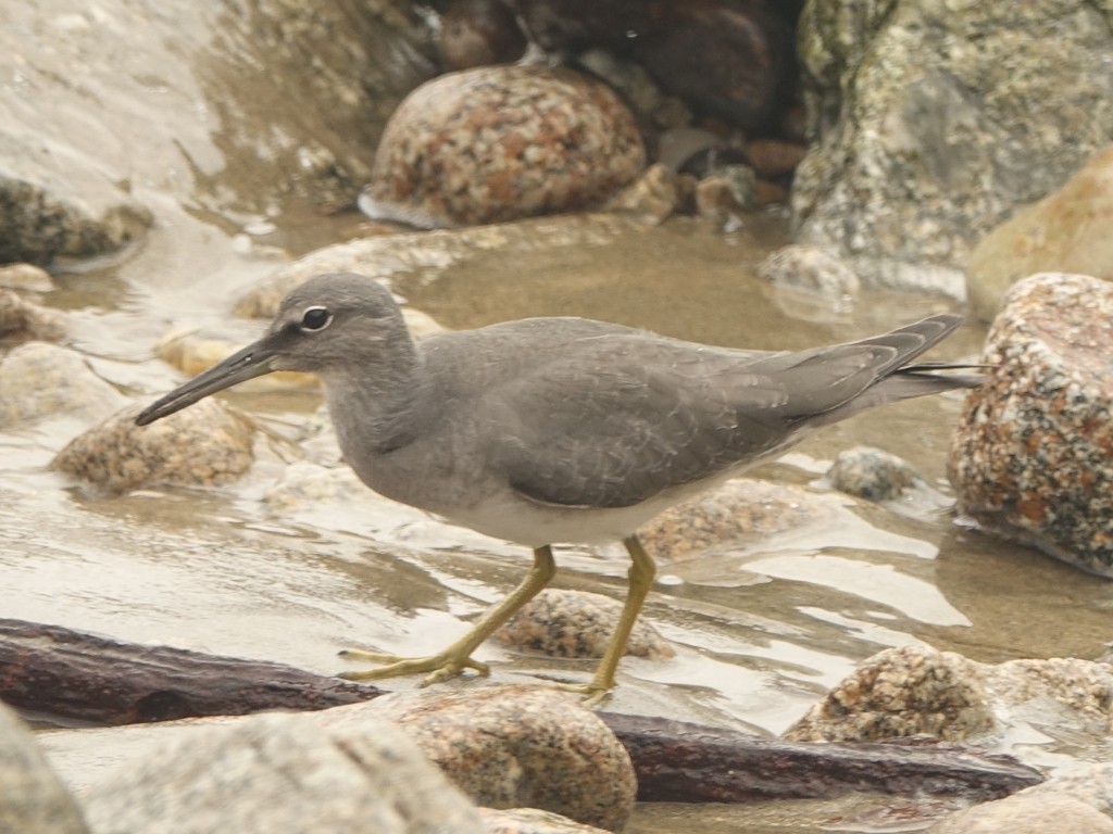 Wandering Tattler - ML112902711