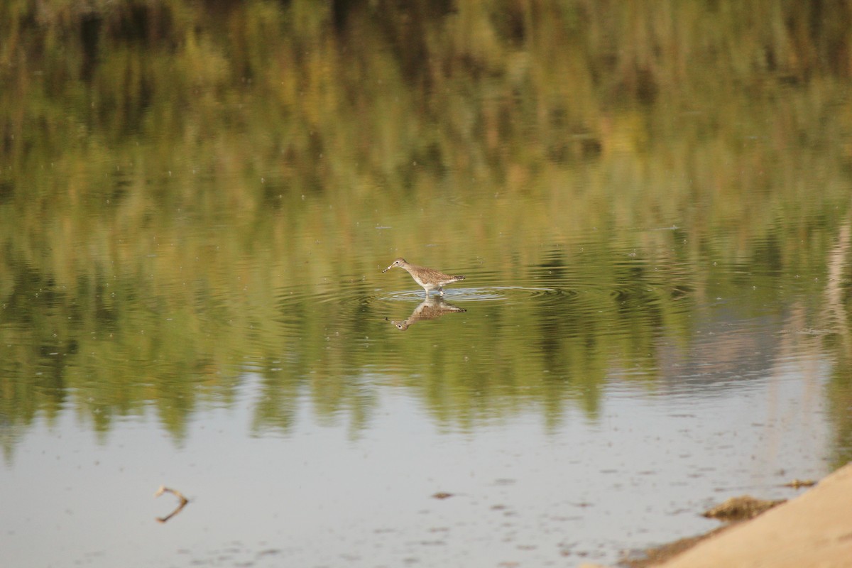 Solitary Sandpiper - ML112903911