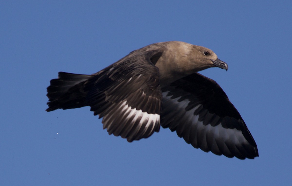 sørjo - ML112904071