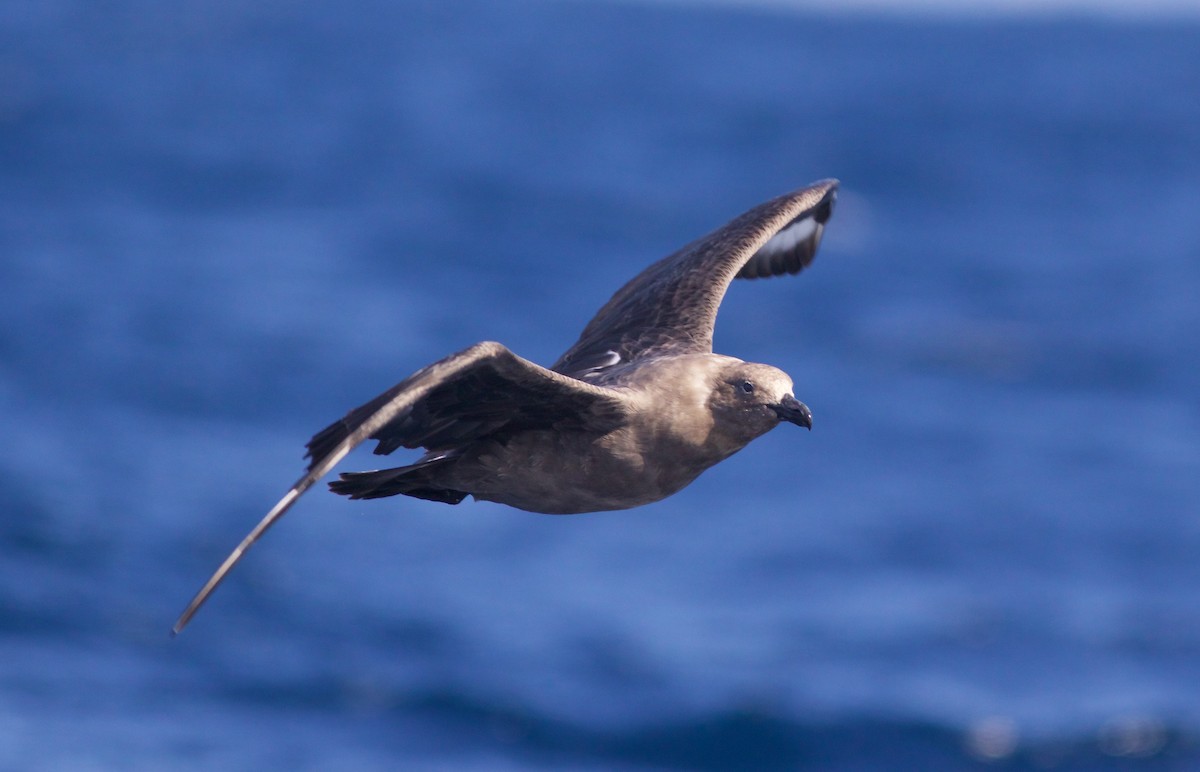 sørjo - ML112904101