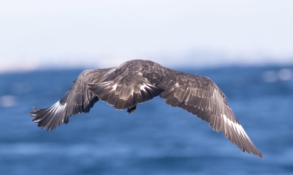 sørjo - ML112904231